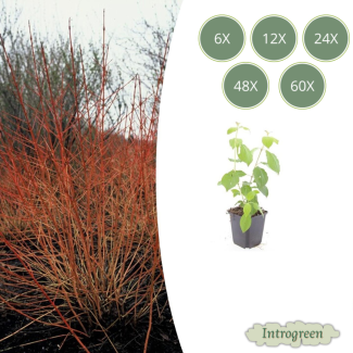 6 tot 60 Stuks Kornoelje 'Midwintervuur', Heester, s Winters mooie Rode Takken, Voorjaar Witte bloementjes, Donkerpaarse Besachtige vruchten, Cornus sang.  Midwinter Fire  - ↕10-25cm - Ø9cm