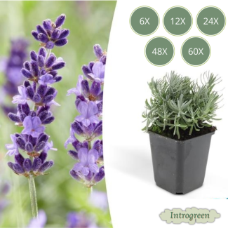 Lavendel Hidcote - Lavandula angustifolia ‘Hidcote’ ↕10-25cm - Ø9cm - 6 t/m 60 Stuks