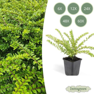 Lonicera nitida 'Maigrün' – Groenblijvende haagplant, sterk en snoeivriendelijk, 6 t/m 60 Stuks