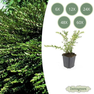 Lonicera pileata 'Purple Pearl' – Wintergroene bodembedekker met paars getinte bladeren - 6 - 60 stuks