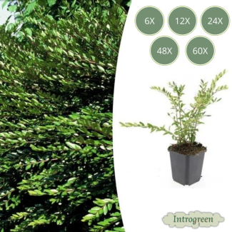 Lonicera pileata – Groenblijvende bodembedekker met sierwaarde - 6 t/m 60 stuks