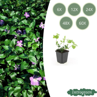 Grote  Maagdenpalm Violet-Paars
