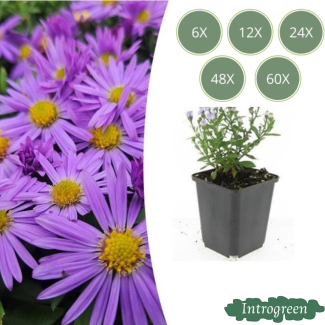 Herfstaster Lila - Violet