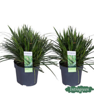 2 stuks Siergras Bont