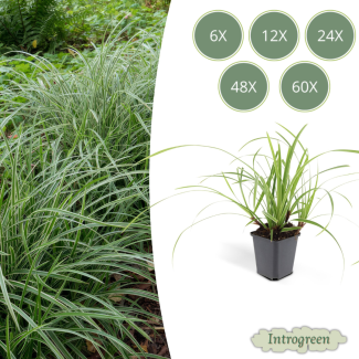 6 tot 60x Japanse zegge, Carex morrowi Ice Dance, simpele bodembedekker