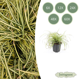 6 tot 60 Stuks Japanse Zegge / SchaduwZegge Evergold, Groen met GoudGele Middenstreep, Carex oshimensis Evergold   - ↕10-25cm - Ø9cm