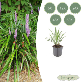 6 tot 60 stuks Wintergroen Siergras  Liriope muscari 'Ingwersen' 