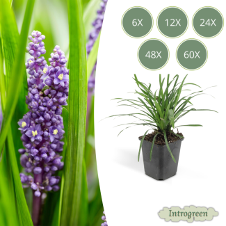 6 tot 60 stuks Leliegras Liriope muscari 'Big Blue', frisse bodembedekker