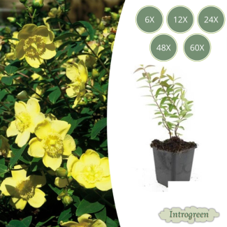 6 tot 60 Stuks Hershooi / Hypericum  Hidcote, Gele Bloemen  - ↕10-25cm - Ø9cm