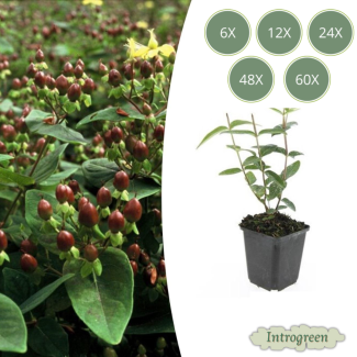 6 tot 60 Stuks Johanneskruid / Hypericum inodorum 'Rheingold', Hertshooi, Gele Bloemen en Sierlijke Bessen ↕10-25cm - Ø9cm