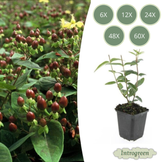 6 tot 60 Stuks Johanneskruid / Hypericum inodorum, Hertshooi, Gele Bloemen en Sierlijke Bessen ↕10-25cm - Ø9cm