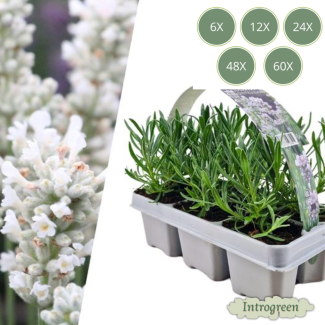 Lavendel angustifolia 'White' – 6 tot 72 stuks – Witte Lavendel ↕15 cm – Borderplant & Laag Haagje – Pot Ø7 cm