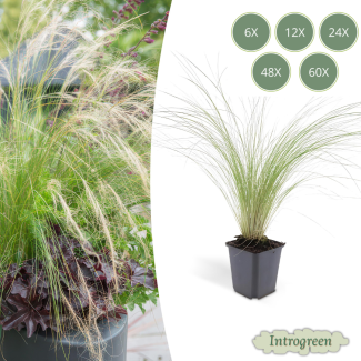 6 - 60 st Mexicaans vedergras Stipa tenuissima 'Ponytails' - ↕10-25cm - Ø9cm