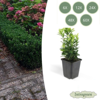 6 tot 60 stuks Japanse Kardinaalsmuts 'Green Spire' – Euonymus – Haagplant – Wintergroen – Ø9cm – ↕15cm