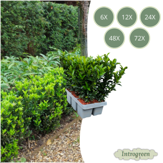 Euonymus Kardinaalsmuts 'Green Spire' - Buxus alternatief | Set van 6, 12, 24, 48 of 72 planten Ø 7 cm - ↨ 15 cm