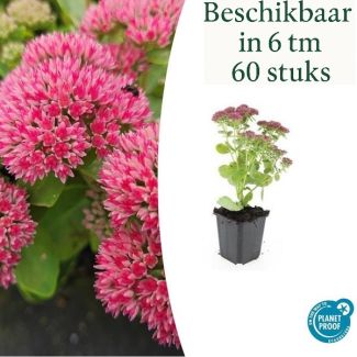 6 tot 60 stuks Sedum Herbstfreude / hemelsleutel - Roze bloei - Winterharde Vetplant - Herfstbloeiend