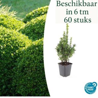 6 tot 60 Stuks 40x Buxus Sempervirens - de gewone buxus, winterharde haag  ↕10-25cm - Ø9cm
