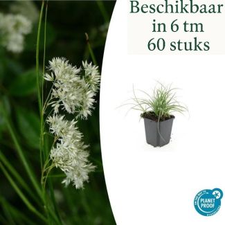 6 tot 60 Stuks Sneeuwgras - Luzula nivea bodembeddekers van ca. 15 cm hoog