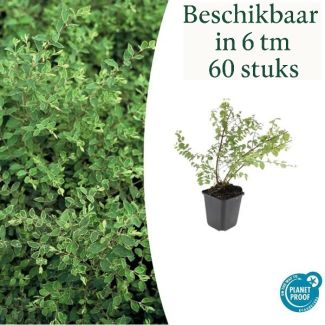6 tot 60 Stuks, De Sneeuwbes, Sierstruik, witte Bessen, Symphoricarpos ch.  Hancock  - ↕10-25cm - Ø9cm