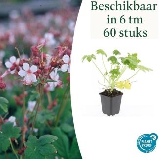 6 tot 60  Stuks  Ooievaarsbek / Geranium macrorrhizum Spessart, Zachtroze tot Wit ,Sterke Bodembedekker - ↕10-25cm - Ø9cm