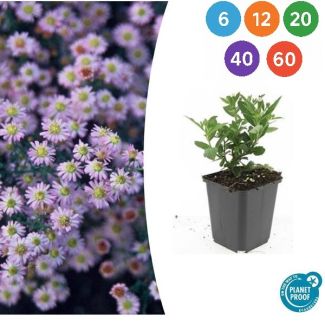 Langbloeiende Herfstaster | Aster ageratoides 'Stardust' ↕10–25 cm – Ø9cm