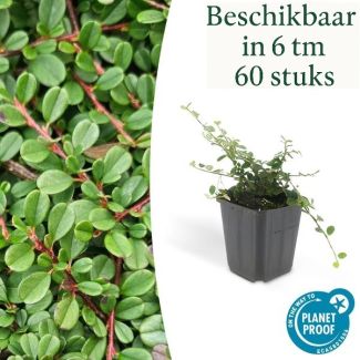 6 tot 60 Stuk Dwergmispels / Cotoneaster pro 'Streibs Findling', Veelzijdige Bodembedekker - ↕10-25cm - Ø9cm