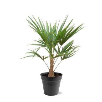 Chinese Windmolenpalm