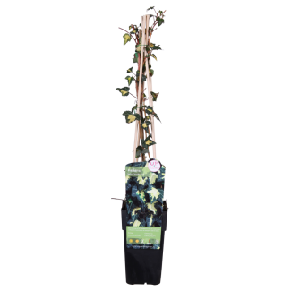 Hedera helix 'Goldheart' – Bonte klimop met goudgele bladeren | 1 of 4 stuks