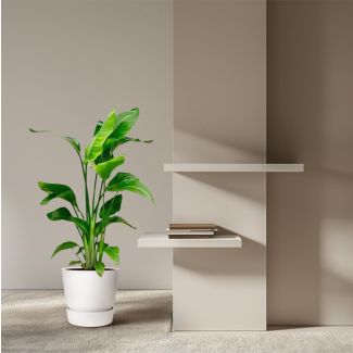 Strelitzia Nicolai – Witte Paradijsvogelplant – 100 cm – met of zonder  stijlvolle Elho potten