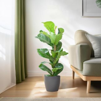 ficus lyrata vioolbladplant 80cm viber sfeer impressie