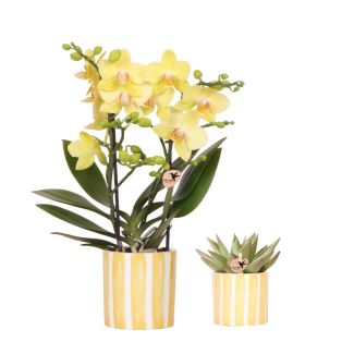 Vlinderorchidee Albenga + Succulent in Painted Stripe Geel Sierpot