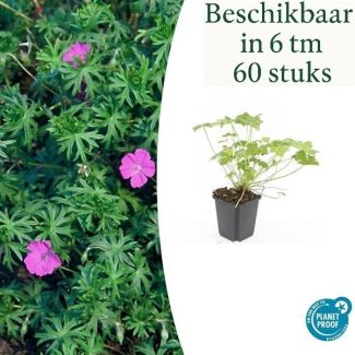 6 tot 60 Stuks Ooievaarsbek / Geranium  'Tiny Monster', Rose bloemen met donkere aderen- ↕10-25cm - Ø9cm