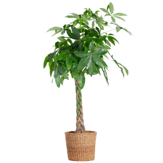Geldboom, Pachira Aquatica XL met Torun Mand, Ø30  - 140cm Hoog