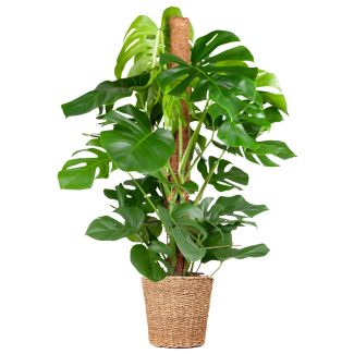 Luchtzuiverende plant monstera deliciosa in Torun mand Ø24 - 120cm hoog