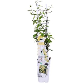 Trachelospermum 'Star of Toscana' – Toscaanse Sterjasmijn – ↨65cm – Ø15cm – Keuze uit 1 of 2 stuks