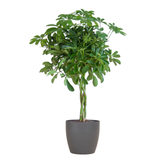 Schefflera Nora – Vingerplant 70 cm (Ø21) – Met duurzame pot of mand naar keuze