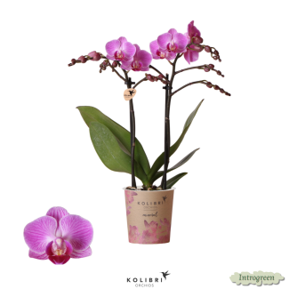 Mooie Vlinder Orchidee Mineral Viennna, Kleur Paars/Roze, KadoTip, potmaat Ø9cm ,bloeiende kamerplant