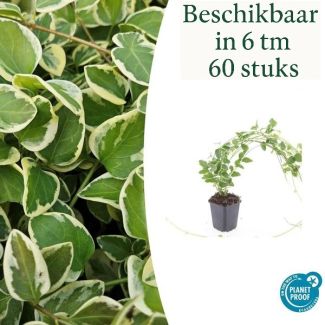6 tot 60 stuks Grote Maagdenpalm / Vinca Major 'Variegata', Sierlijk Blad met Cremige Rand, Lila-Paarse  Bloemen  - ↕10-25cm - Ø9cm