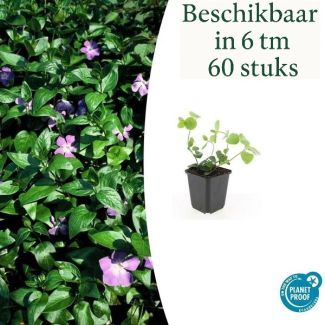 6 tot 60 stuks Grote  Maagdenpalm / Vinca major, Sierlijk Groen Blad, Paars Bloemen  - ↕10-25cm - Ø9cm