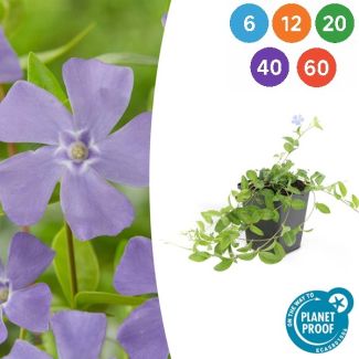 6 tot 60 stuks kleine Maagdenpalm minor / Vinca minor, Blauwe Bloemen  - ↕10-25cm - Ø9cm