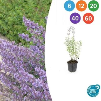 6 tot 60 Stuks Nepeta 'Walker's Low' (Kattenkruid) – geurige vaste plant voor bijen, vlinders en katten