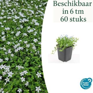 6 tot 60 Stuks Witte Sterrenkruid, Bodembedekker, Isotoma Fluviatilis  Alba - ↕10-25cm - Ø9cm