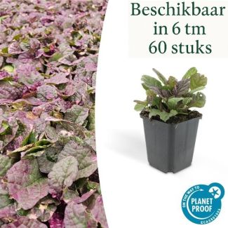 6 tot 60 x kruipend zenegroen Burgundy Glow - Ajuga reptans - ↕10-25cm - Ø9cm - ideale bodembedekker