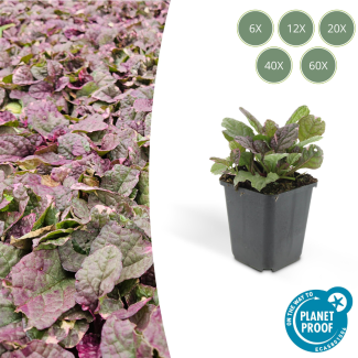 6 tot 60 x kruipend zenegroen Burgundy Glow - Ajuga reptans - ↕10-25cm - Ø9cm - ideale bodembedekker