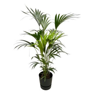 kentia palm binnen howea forsteriana 160cm
