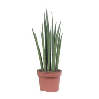 Vrouwentong, Cilindrische/Speer lijkend Groen Blad, Sansevieria Mikado - Ø19cm - ↕70cm