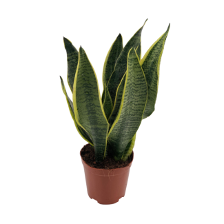 Slangenplant, Schoonmoederstong, Zwaardvormig Donkergroen Blad met strepen, Sansevieria Superba - Ø12cm - ↕40cm