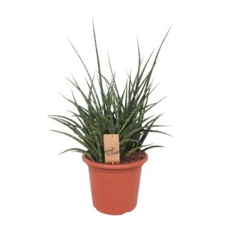 Vrouwentong, De Slangenplant, Zwaardachtig Groenachtig Blad met lichte Vlekken/Strepen, Stervormige Uitstraling, Sansevieria Fernwood Punk  Ø25cm - ↕60cm