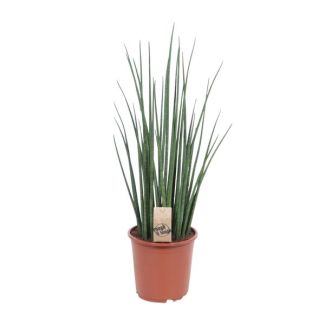 Slangenplant, Vrouwentong, Cilindrische/Speer lijkend Groen Blad, Sansevieria Mikado - Ø19cm - ↕70cm