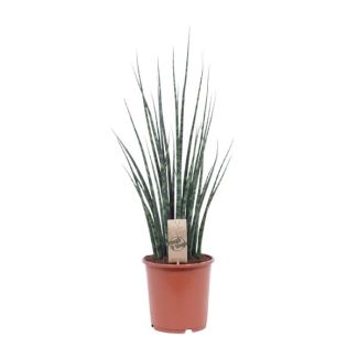 Slangenplant, Vrouwentong, Cilindrische/Speer lijkend Groen Blad, Sansevieria Mikado - Ø19cm - ↕80cm